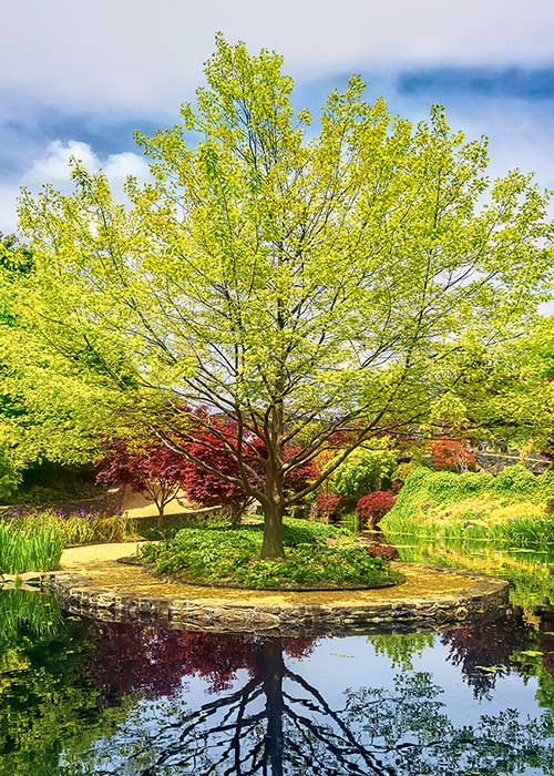 Tree-and-pond Tree and pond